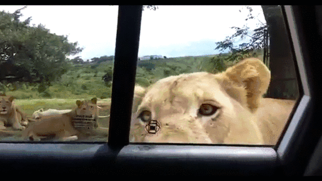 lion opening cars door